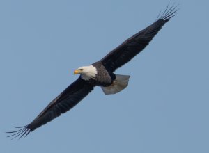 Eagle at Clarksville Feb 2024 9.jpg