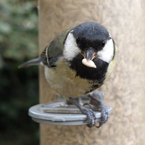 Great Tit.jpg