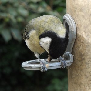 Great Tit1.jpg