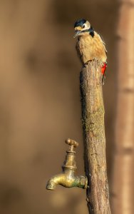 Woodpecker on tap