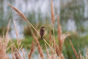 Stonechat