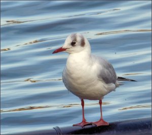 Black-headed Gull