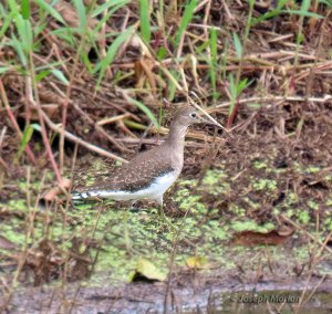 Solitary Sandpiper