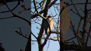 cooper's Hawk call in my yard view full video on my youtube channel through the link