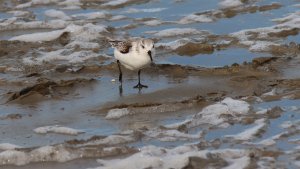 sanderling