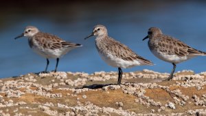 Calidris fuscicollis