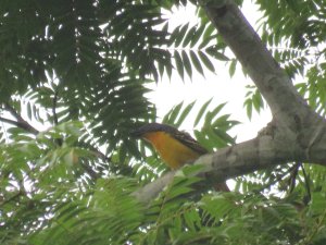 Lagden`s Bush-Shrike