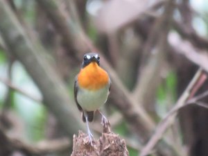 Forest Robin