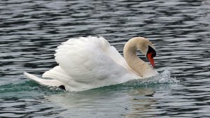 Mute Swan