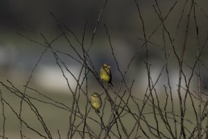 Yellowhammers in evening light