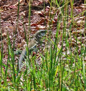 Grenadine Ameiva (Ameiva tobagana)