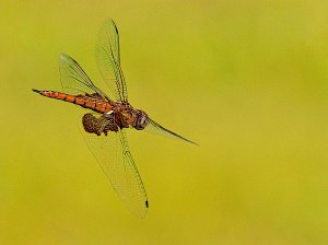 Red Saddlebags, Female