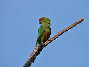 Golden-capped Parakeet