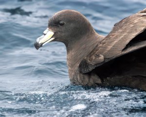 Westland Petrel