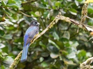 Black-headed Trogon