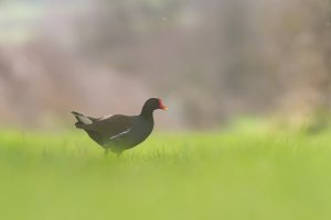 Moorhen