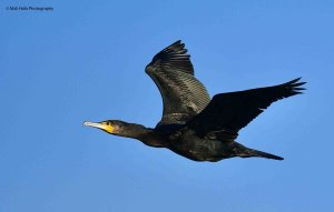 Cormorant 5481.jpg