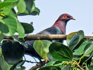 Scaly-naped Pigeon