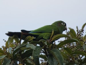 Santa Marta Parakeet