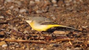 Grey Wagtail.JPG