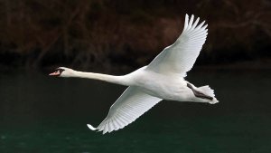 Mute Swan