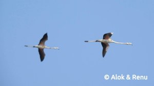 Greater Flamingo : pair flying : Amazing Wildlife of India by Renu Tewari and Alok Tewari