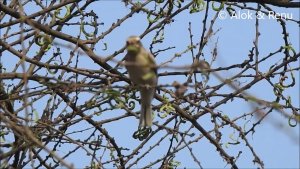 Common Woodshrike : foraging and calling : Amazing Wildlife of India by Renu Tewari and Alok Tewari