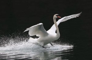 Mute Swan