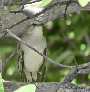 Tropical Mockingbird