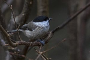 Marsh Tit