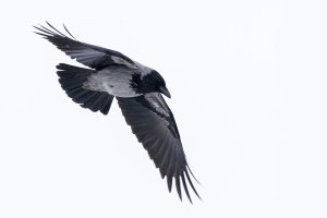 Hooded Crow