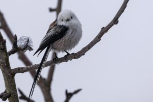 Long-tailed Tit