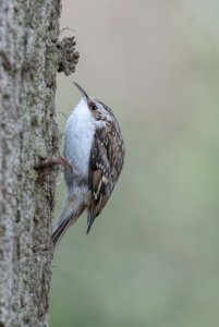 Treecreeper creeping!