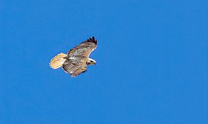 Kriders Red-tailed Hawk