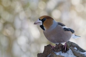 Hawfinch N1162665