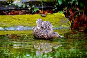 Mallard on flooded grass