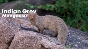 Indian grey mongoose or Asian grey mongoose (Urva edwardsii)