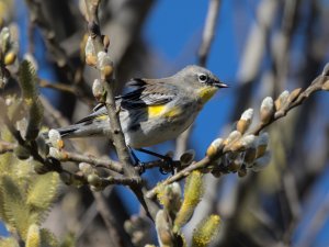 Yellow-rumped warbler