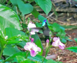 Antillean Crested Hummingbird