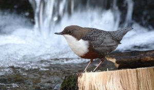 European dipper