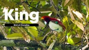 King bird-of-paradise