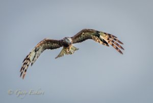 Square-tailed Kite