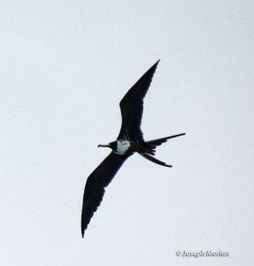 Magnificent Frigatebird