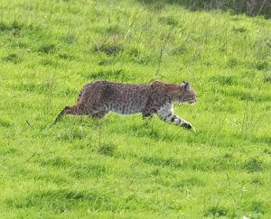 Bobcat