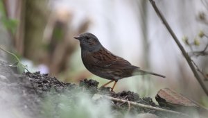 Dunnock