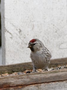 Arctic redpoll