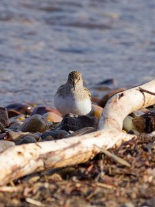 Temminck's stint