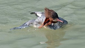 Goosander