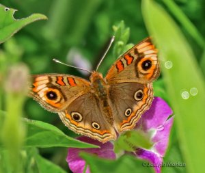 West Indian Mangrove Buckeye (Junonia neildi)