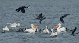 Dalmation Pelicans/Great Cormorants